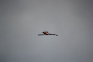 Flugtag 2013