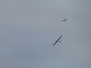 Hangflug an der Teck 2013