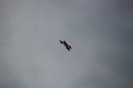 Flugtag 2014